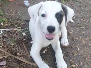 Cachorro raça SRD-ViraLata idade 2 a 6 meses nome pets