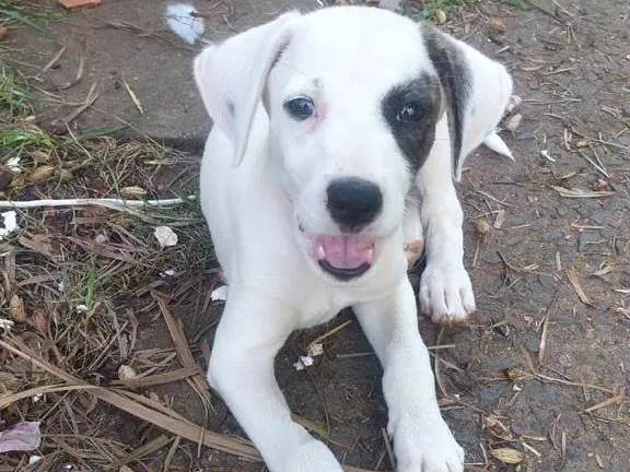 Cachorro ra a SRD-ViraLata idade 2 a 6 meses nome pets