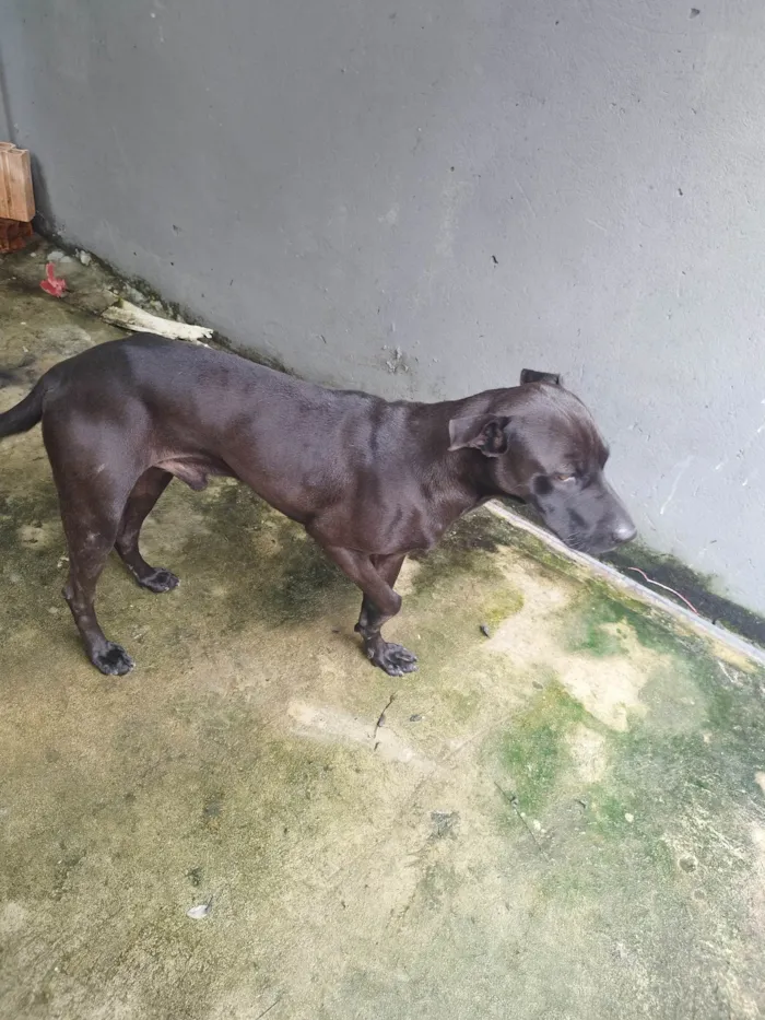 Cachorro ra a SRD-ViraLata idade 1 ano nome Latrel