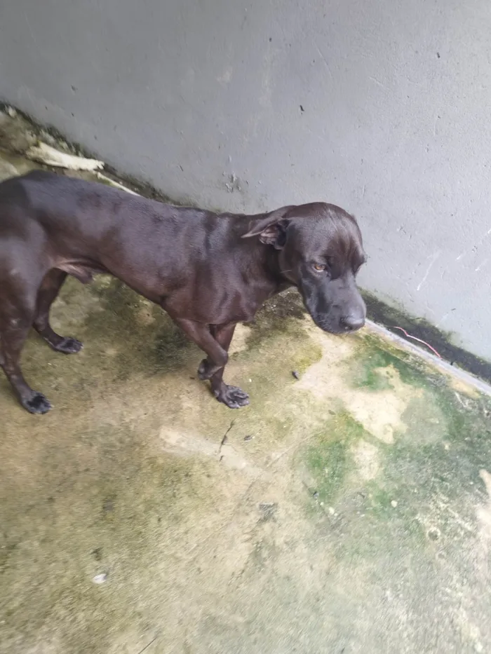 Cachorro ra a SRD-ViraLata idade 1 ano nome Latrel