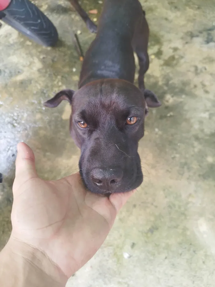 Cachorro ra a SRD-ViraLata idade 1 ano nome Latrel