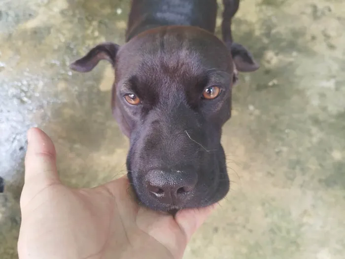 Cachorro ra a SRD-ViraLata idade 1 ano nome Latrel