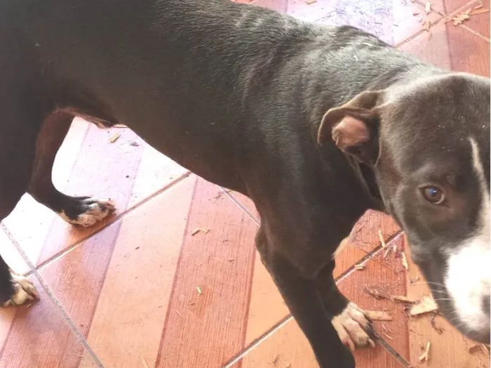 Cachorro ra a Pit-Bull idade 7 a 11 meses nome Vitoro 