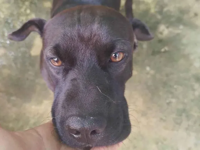 Cachorro ra a SRD-ViraLata idade 1 ano nome Latrel