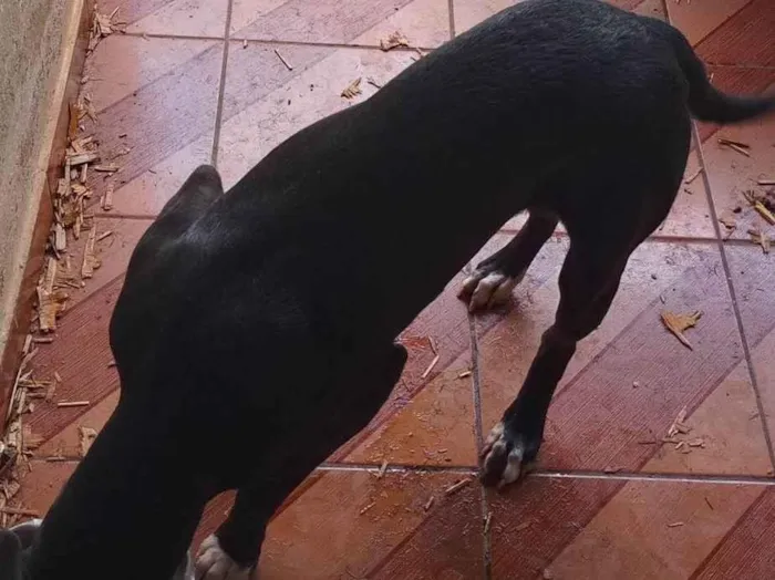 Cachorro ra a Pit-Bull idade 7 a 11 meses nome Vitoro 