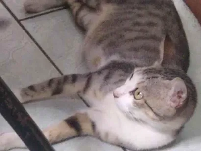 Gato raça Srd idade 4 anos nome Belinha 