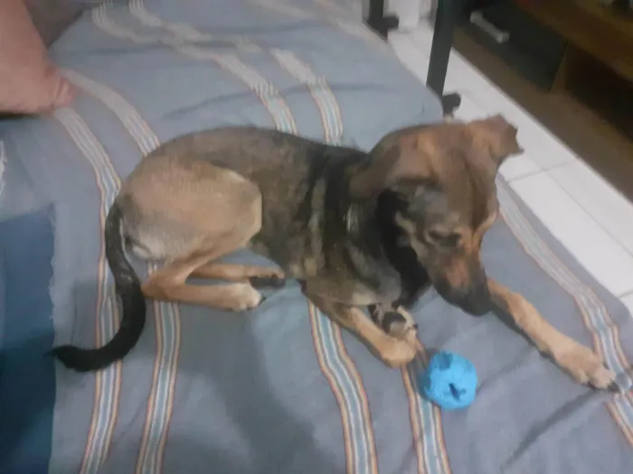 Cachorro raça SRD-ViraLata idade 1 ano nome Aya