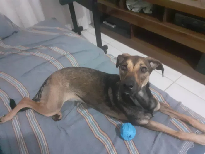 Cachorro raça SRD-ViraLata idade 1 ano nome Aya