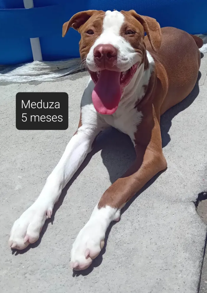 Cachorro ra a Pitbull idade 2 a 6 meses nome Meduza