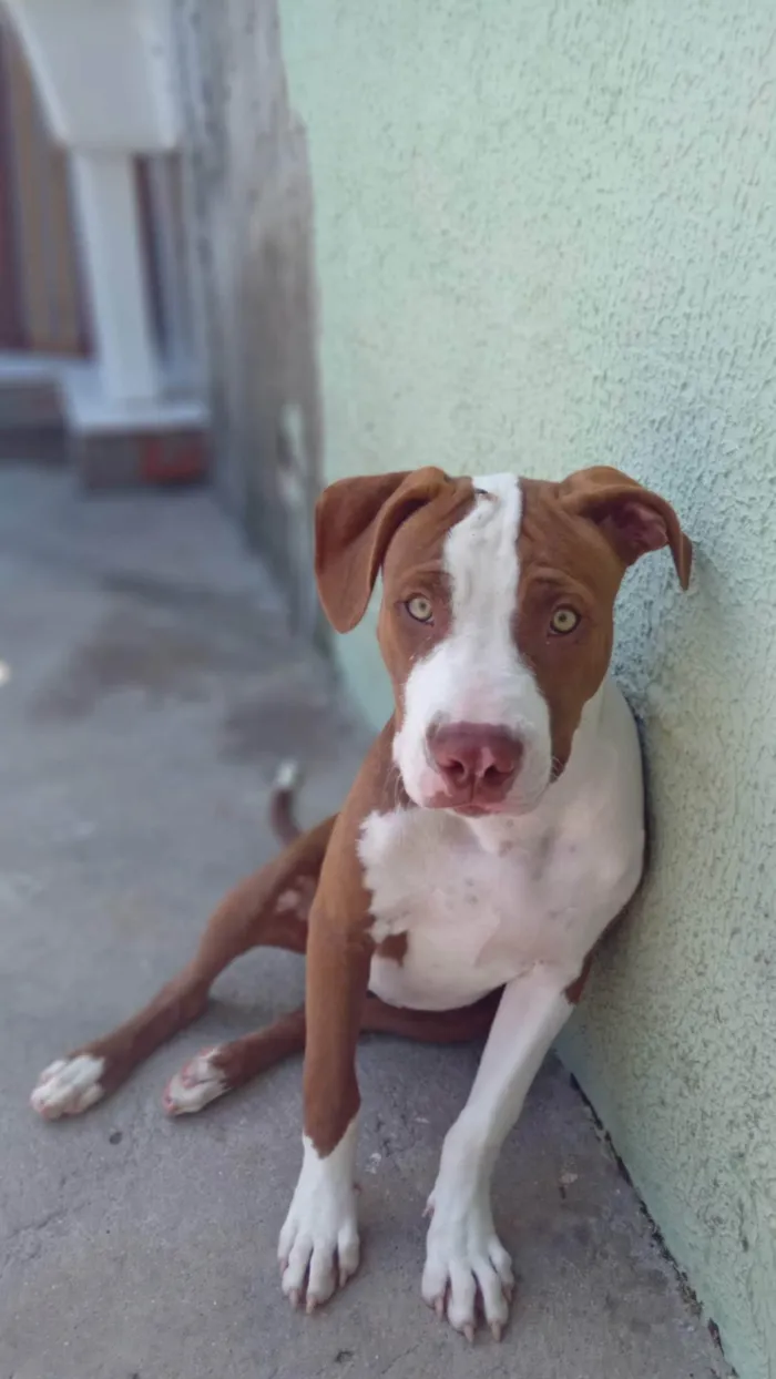 Cachorro ra a Pitbull idade 2 a 6 meses nome Meduza