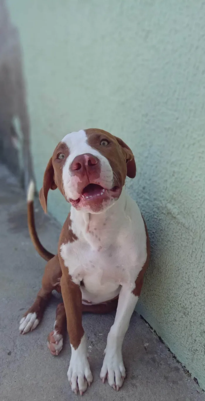 Cachorro ra a Pitbull idade 2 a 6 meses nome Meduza
