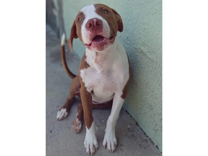 Cachorro ra a Pitbull idade 2 a 6 meses nome Meduza