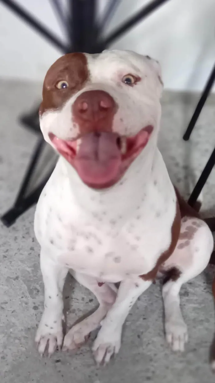 Cachorro ra a American bully idade 1 ano nome Atena