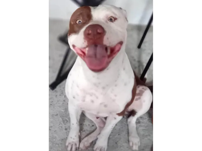 Cachorro ra a American bully idade 1 ano nome Atena