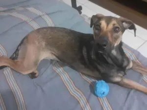 Cachorro raça SRD-ViraLata idade 1 ano nome Aya