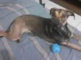 Cachorro raça SRD-ViraLata idade 1 ano nome Aya
