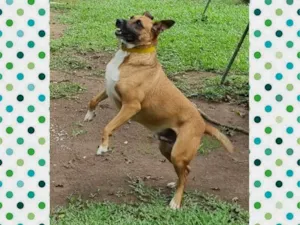 Cachorro raça SRD-ViraLata idade 4 anos nome BULL