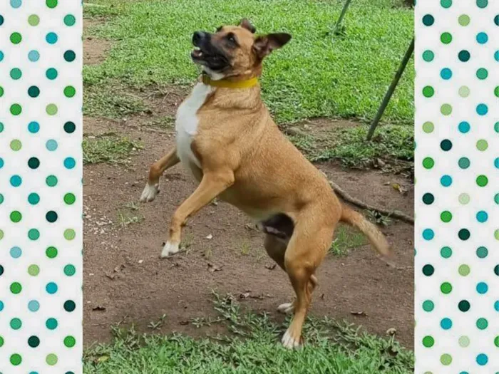 Cachorro ra a SRD-ViraLata idade 4 anos nome BULL