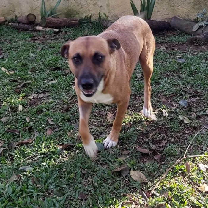 Cachorro ra a SRD-ViraLata idade 4 anos nome BULL