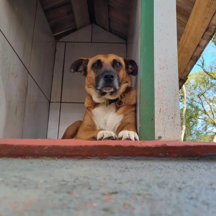 Cachorro ra a SRD-ViraLata idade 4 anos nome BULL