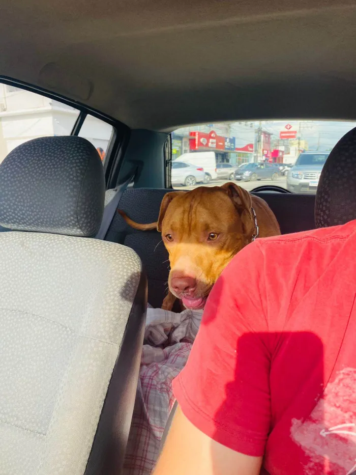 Cachorro ra a Pit-Bull idade 1 ano nome Max