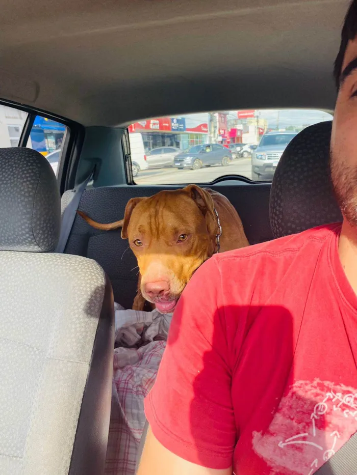 Cachorro ra a Pit-Bull idade 1 ano nome Max