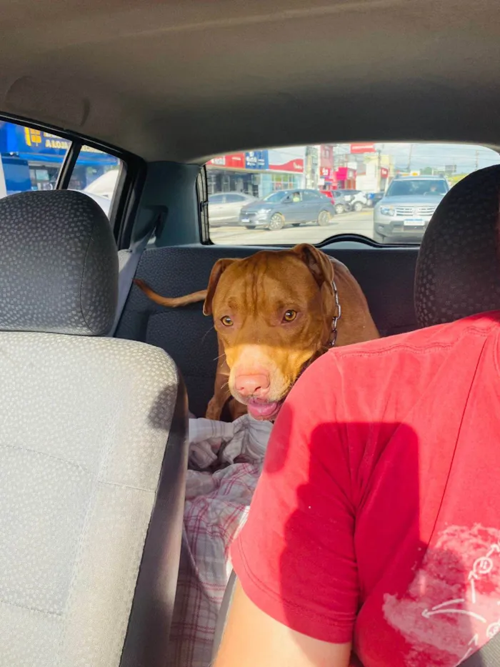 Cachorro ra a Pit-Bull idade 1 ano nome Max