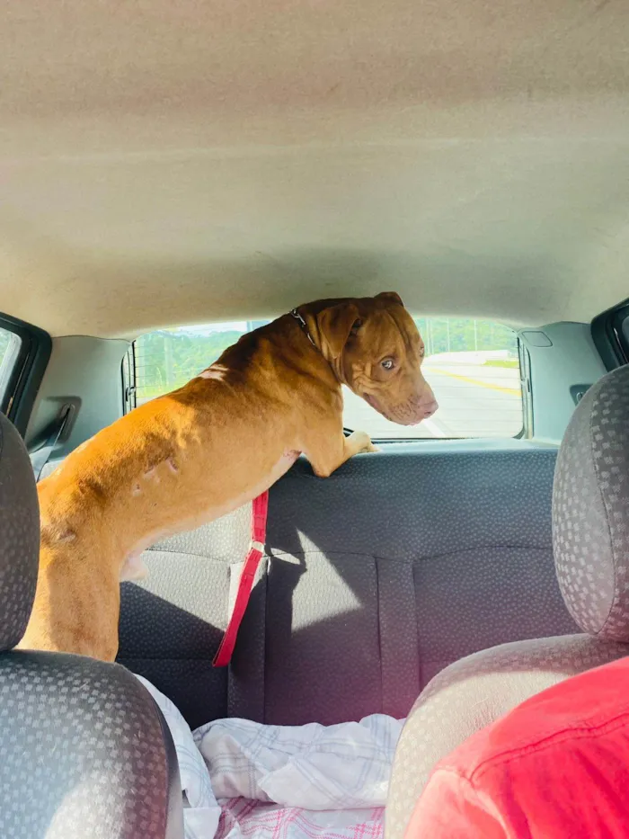 Cachorro ra a Pit-Bull idade 1 ano nome Max