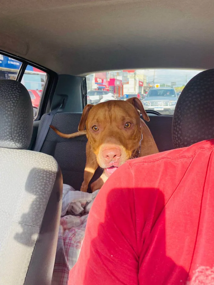 Cachorro ra a Pit-Bull idade 1 ano nome Max