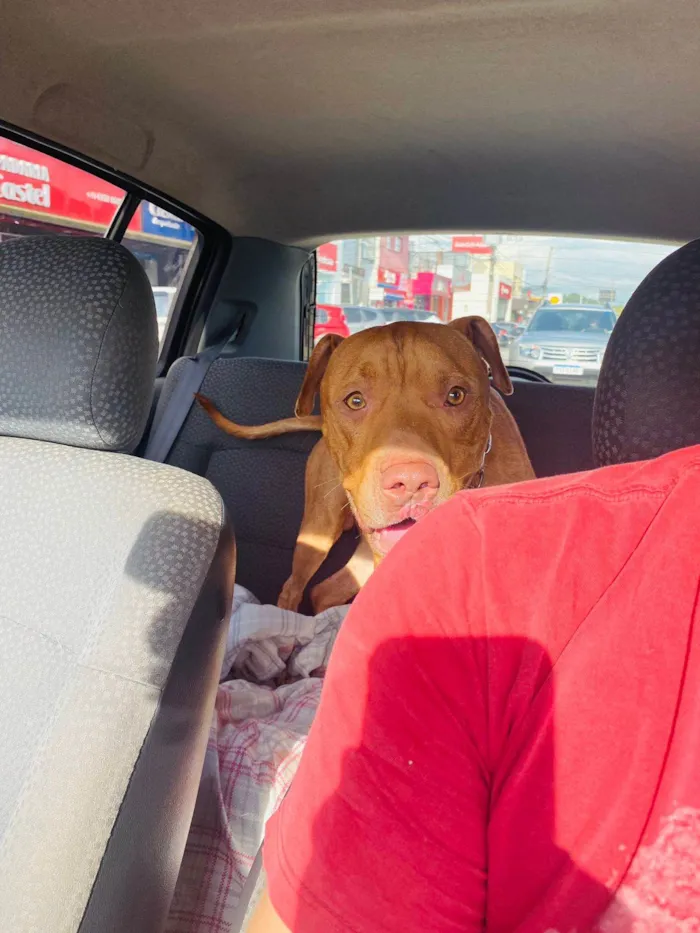 Cachorro ra a Pit-Bull idade 1 ano nome Max