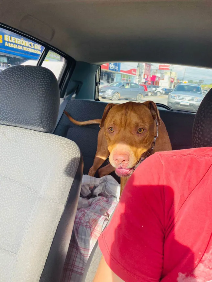 Cachorro ra a Pit-Bull idade 1 ano nome Max