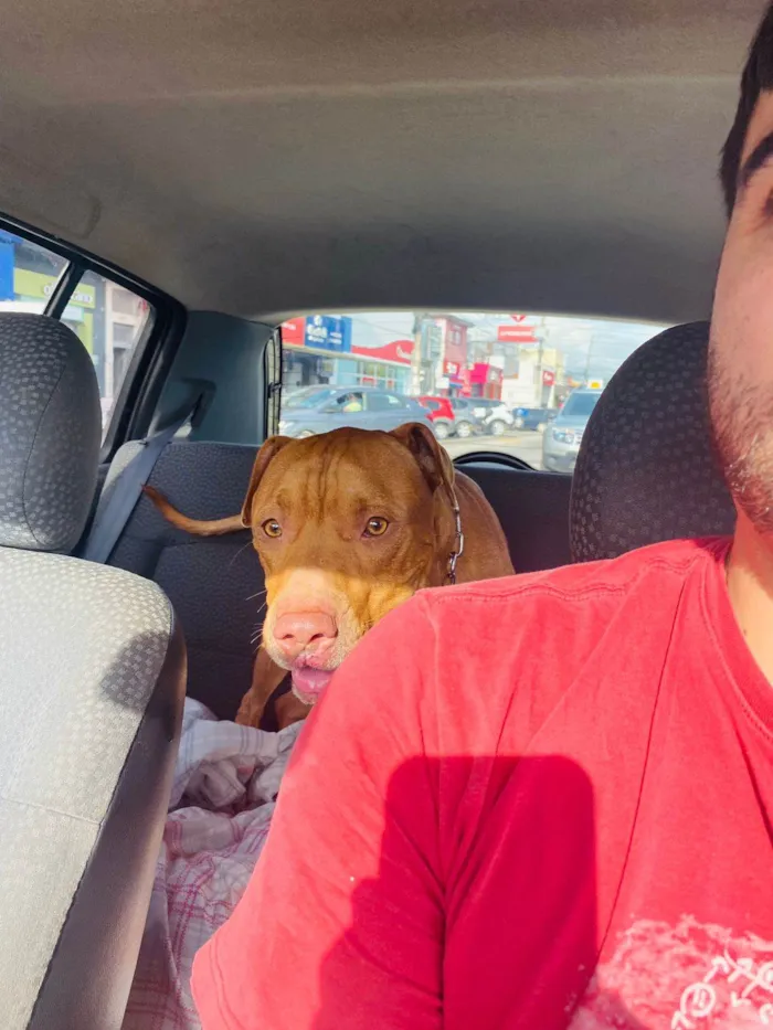 Cachorro ra a Pit-Bull idade 1 ano nome Max