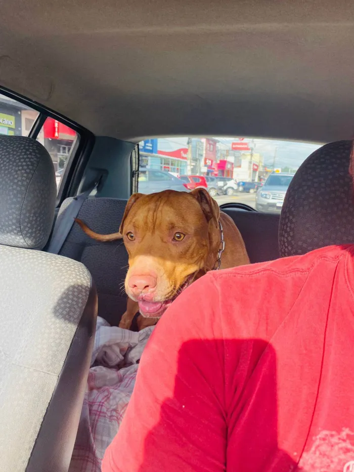 Cachorro ra a Pit-Bull idade 1 ano nome Max