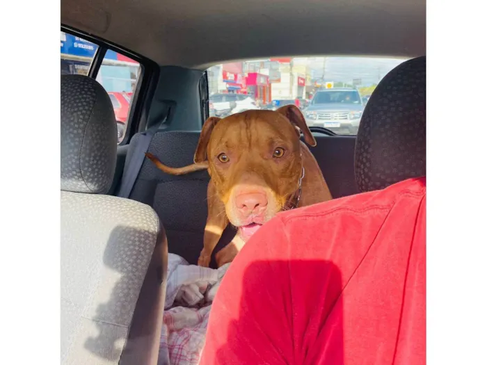 Cachorro ra a Pit-Bull idade 1 ano nome Max
