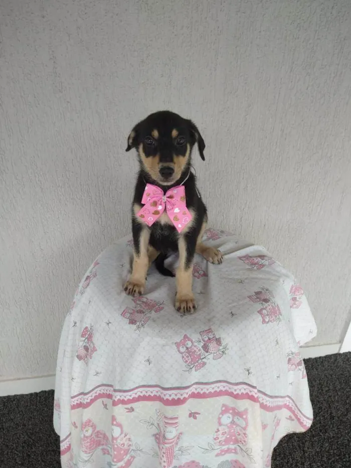 Cachorro ra a SRD-ViraLata idade 2 a 6 meses nome Lina