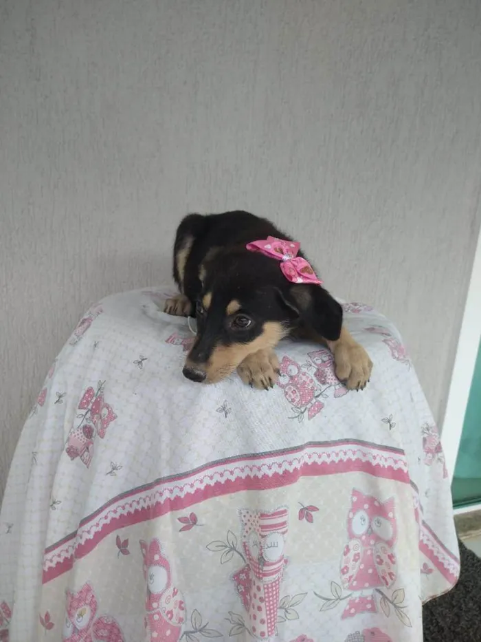 Cachorro ra a SRD-ViraLata idade 2 a 6 meses nome Lina