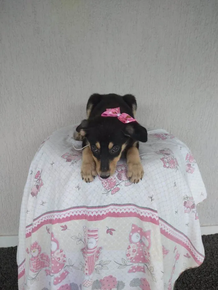 Cachorro ra a SRD-ViraLata idade 2 a 6 meses nome Lina