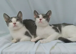 Gato raça srd idade 2 a 6 meses nome Sam & Don