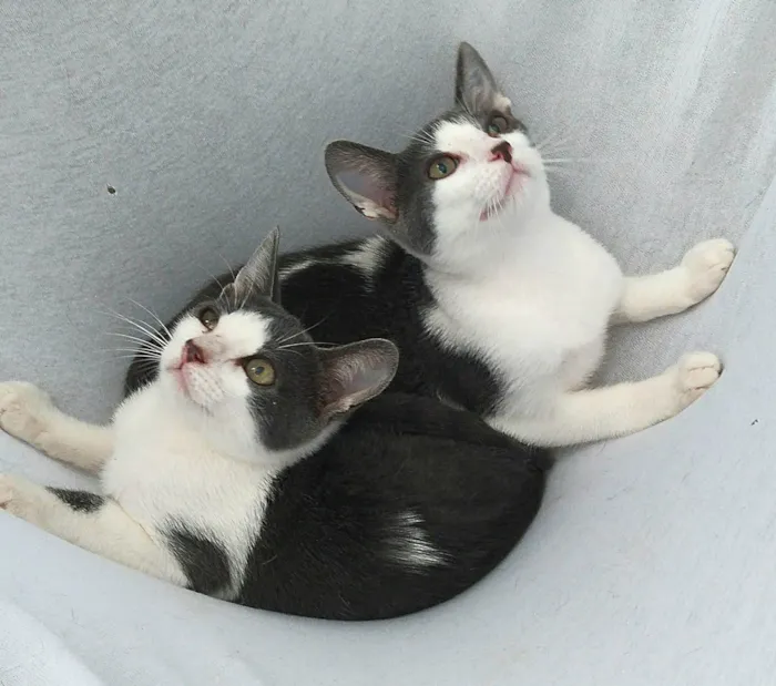 Gato ra a srd idade 2 a 6 meses nome Sam & Don