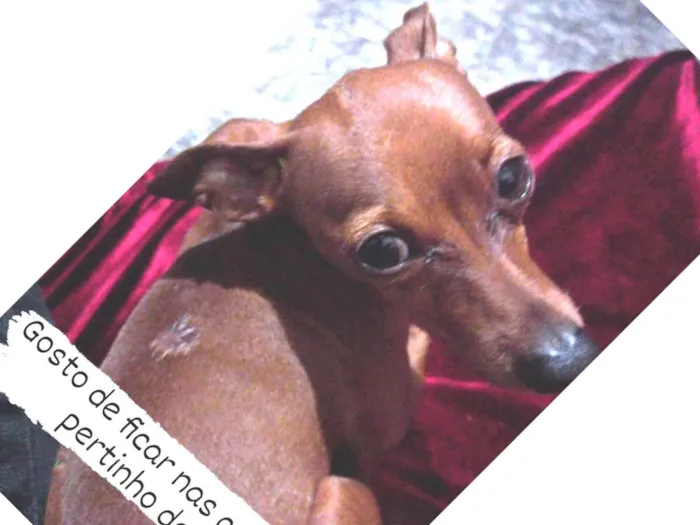 Cachorro ra a Pinscher 1 idade 4 anos nome Paçoca 