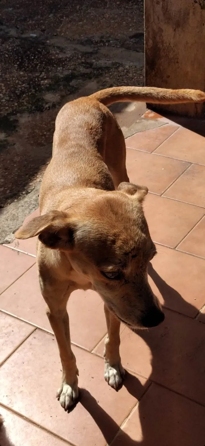 Cachorro ra a SRD-ViraLata idade 1 ano nome Latinha