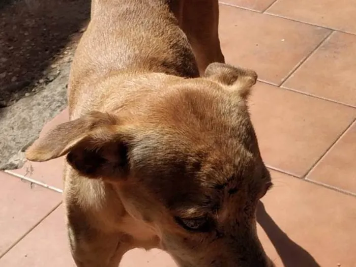 Cachorro ra a SRD-ViraLata idade 1 ano nome Latinha