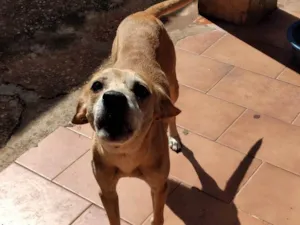 Cachorro raça SRD-ViraLata idade 1 ano nome Latinha