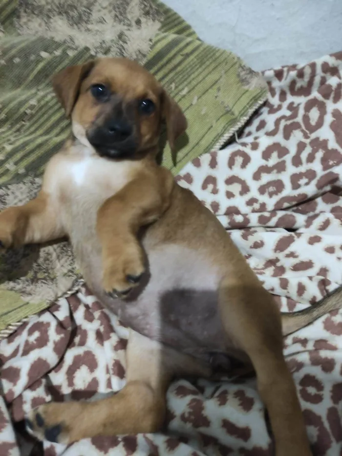 Cachorro raça SRD-ViraLata idade 2 a 6 meses nome Sem nome 