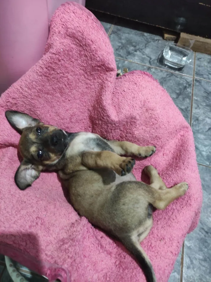 Cachorro raça SRD-ViraLata idade 2 a 6 meses nome Sem nome 
