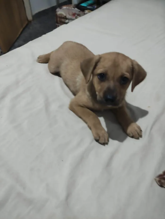 Cachorro raça SRD-ViraLata idade 2 a 6 meses nome Sem nome 