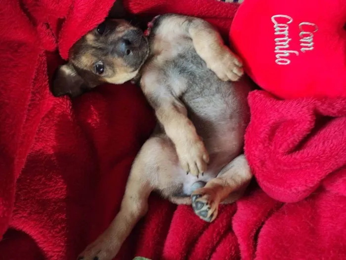 Cachorro raça SRD-ViraLata idade 2 a 6 meses nome Sem nome 