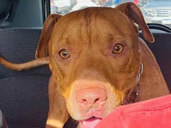 Cachorro ra a Pit-Bull idade 1 ano nome Max