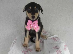 Cachorro raça SRD-ViraLata idade 2 a 6 meses nome Lina