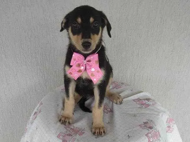 Cachorro ra a SRD-ViraLata idade 2 a 6 meses nome Lina
